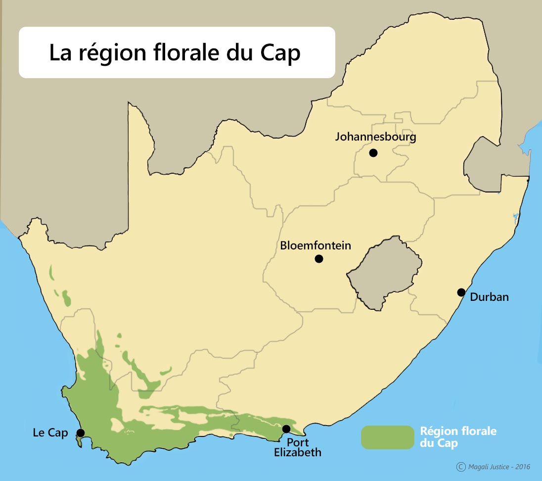 blog-afrique-du-sud-carte-region-florale-du-cap