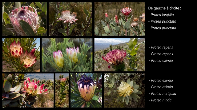 blog-afrique-du-sud-proteas