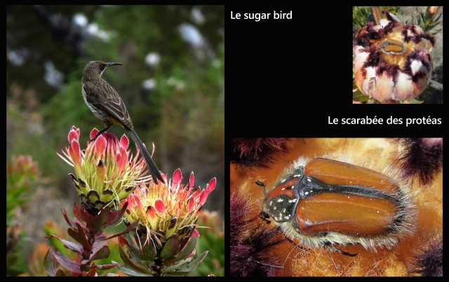 blog-afrique-du-sud-protea