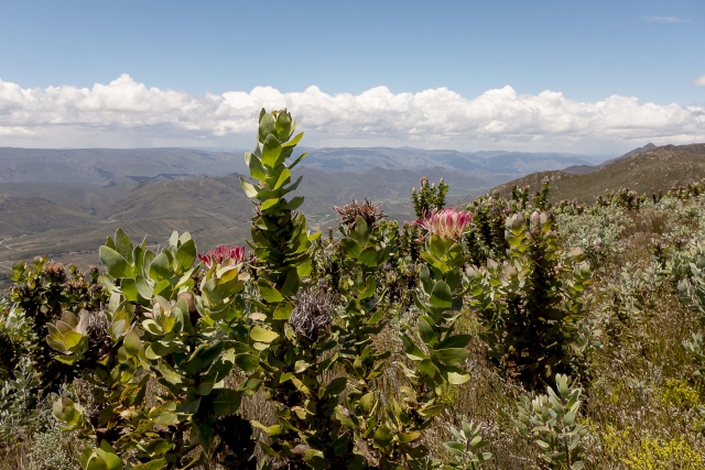 blog-afrique-du-sud-protea