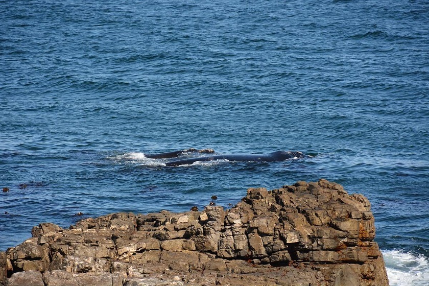 Blog Afrique du Sud - Les baleines d'Hermanus : Une activité touristique incontournable et locale