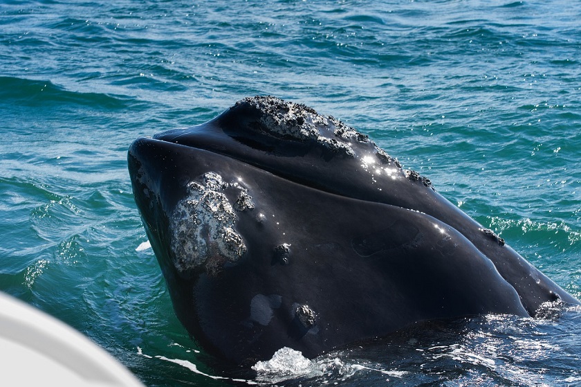 Blog Afrique du Sud - Les baleines d'Hermanus : Une activité touristique incontournable et locale