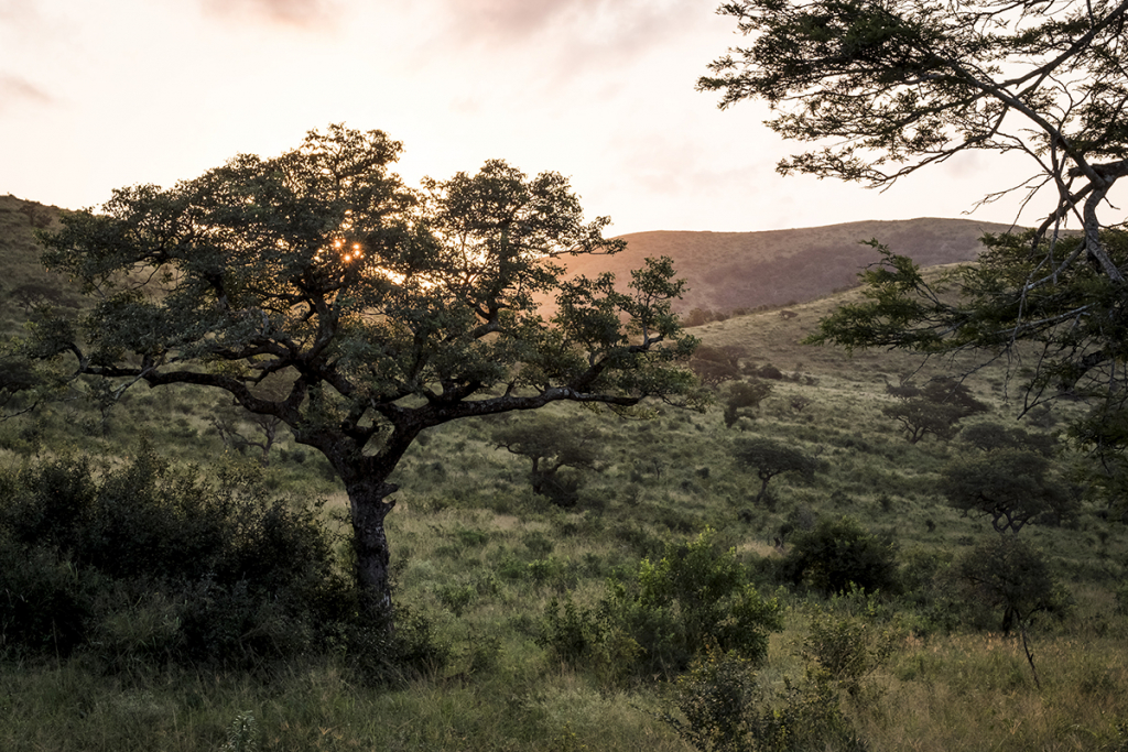 Crépuscule à Hluhluwe-Umfolozi © Simon LAMBERT/HAYTHAM-REA/Comptoir des Voyages