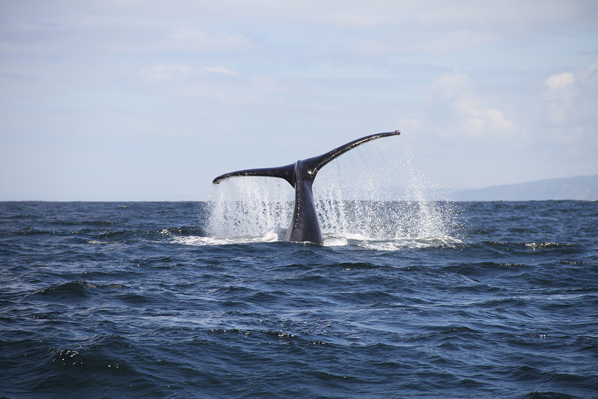Une baleine à Hermanus en Afrique du Sud