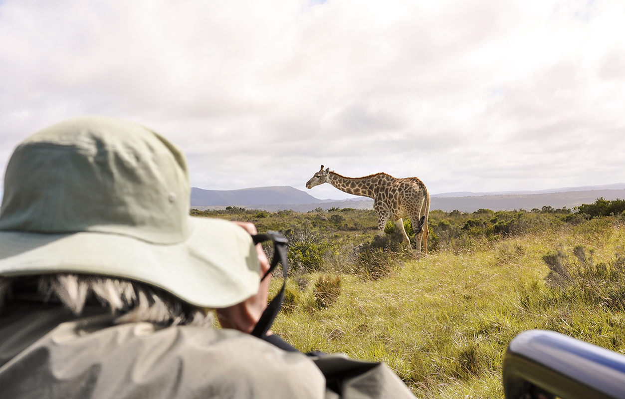 Un safari en Afrique du Sud est l'occasion d'observer une faune variée.