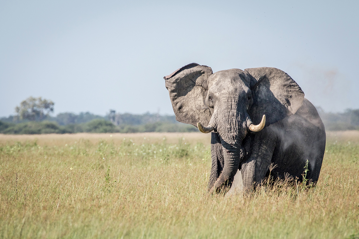 Dans le parc national des éléphants d'Addo © simoneemanphoto/stock.adobe.com