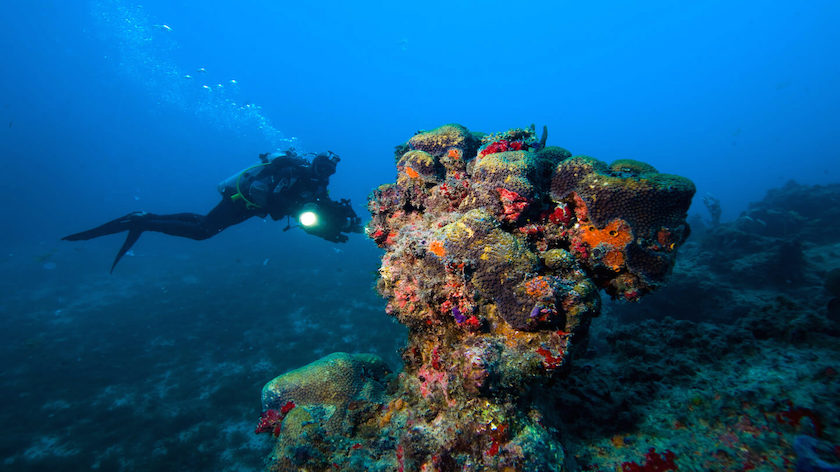 Abrolhos coraux plongée fonds sous-marins