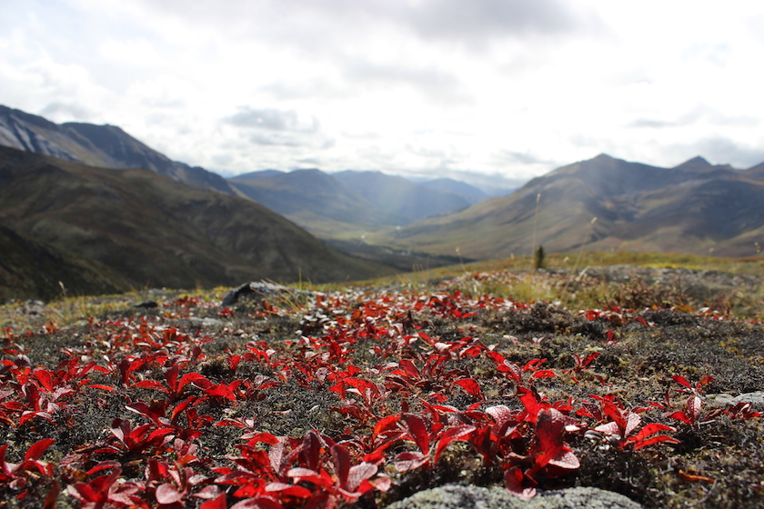 Blog Canada - Parc Tombstone - Yukon - montagnes - toundra