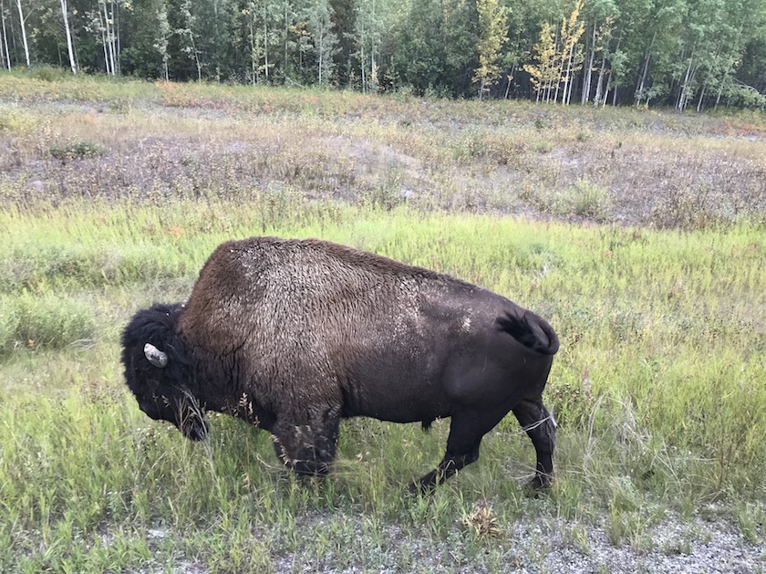 Blog Canada - Faune - Bison - Buffalo