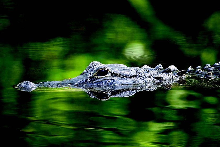 blog États-Unis parc nationale des Everglades faune alligator