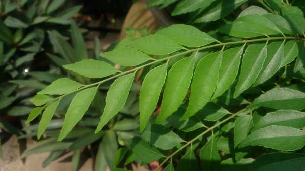 Feuilles de curry, à ne pas confondre avec le mélange d'épices qui constitue le curry. © Mokkie