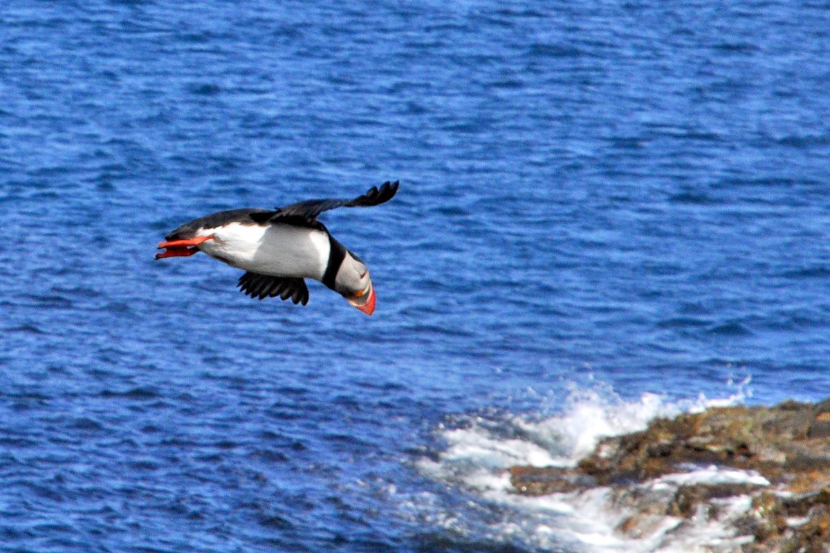 blog-islande-macareux-01-1200