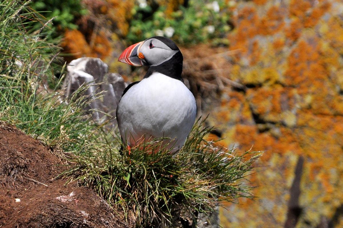 blog-islande-macareux-02-1200