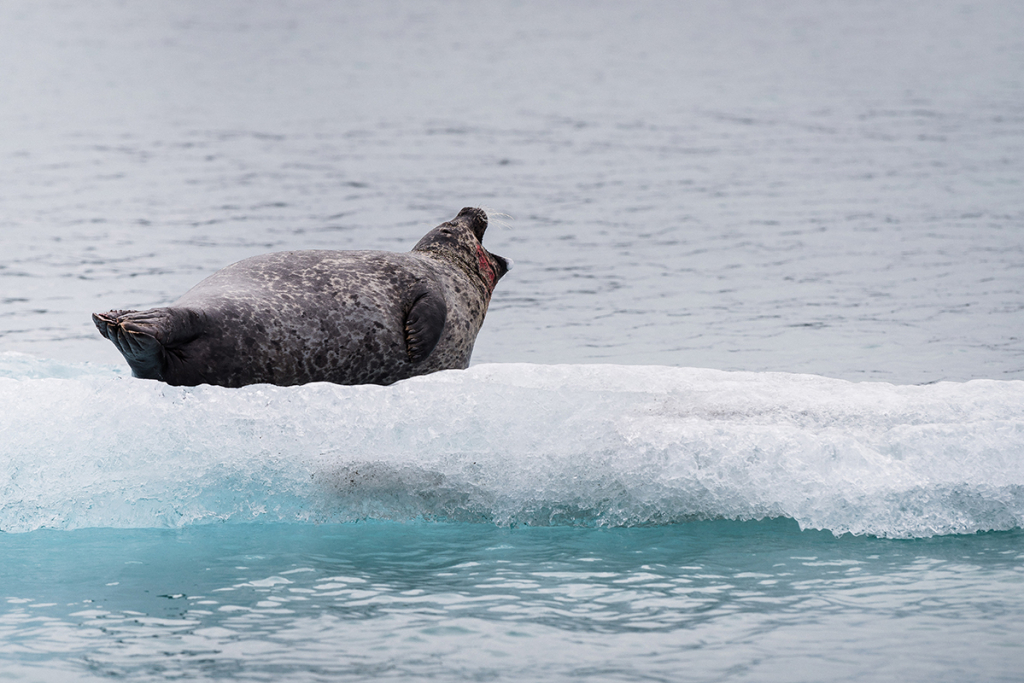lac-Jökulsárlón-Islande-phoque