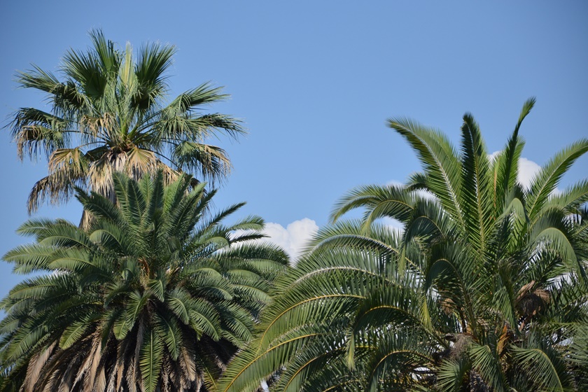 blog-italie-rome-jardin-botanique-1
