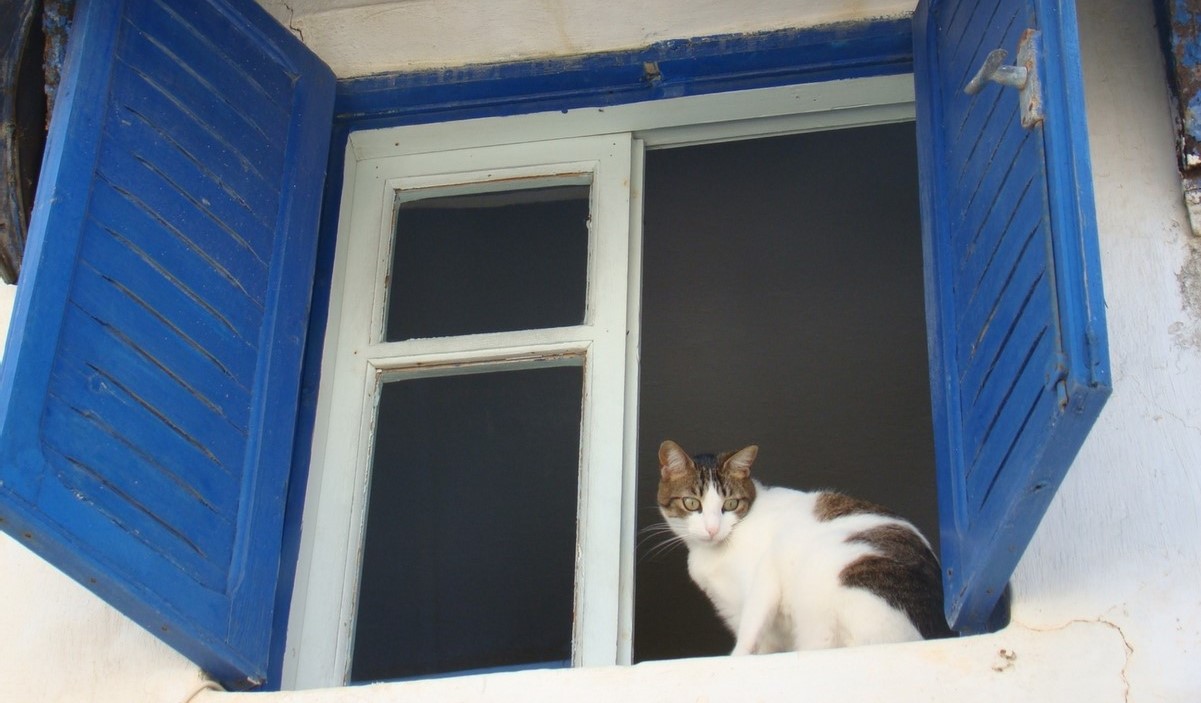 blog-maroc-chats-fenetre