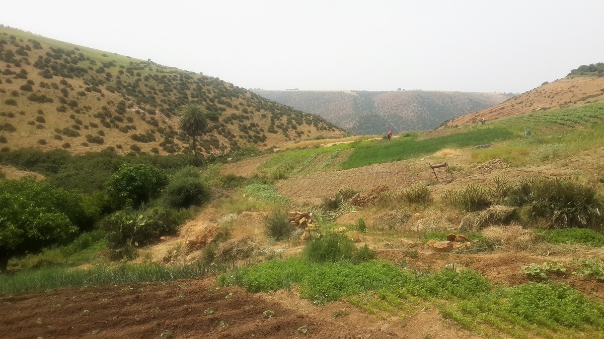 blog-comptoir-maroc-brachoua-permaculture