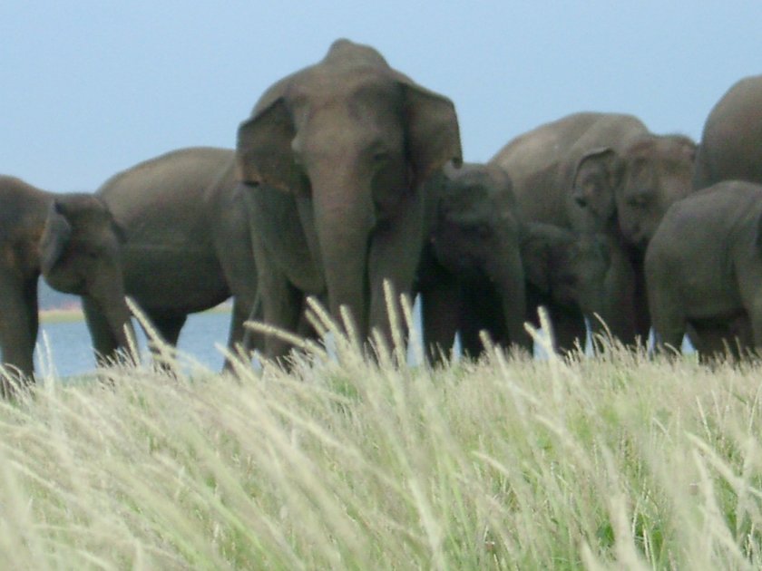 Parc national Minneriya éléphants