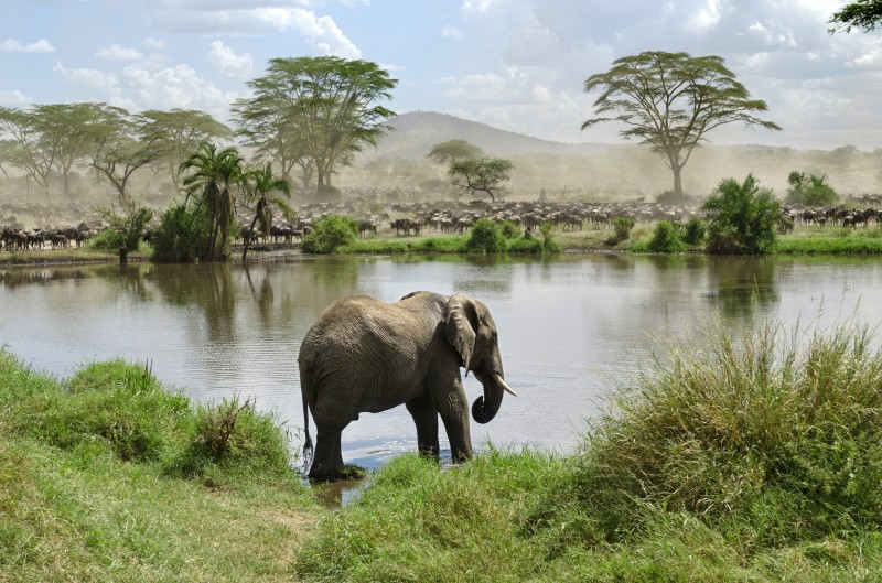 Éléphant s'abreuvant à la rivière Serengeti en Tanzanie © Eric Isselee / Fotolia.com
