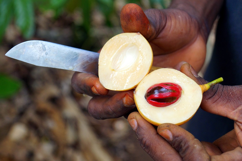 blog Tanzanie – épices de Tanzanie – noix de muscade