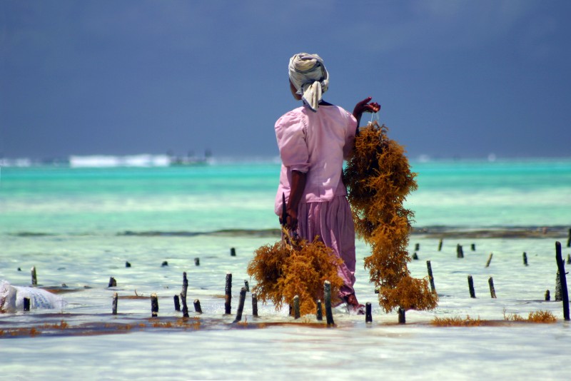 La récolte des algues © Johannes Stupp / Fotolia.com
